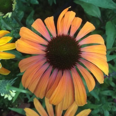 Plant Nursery in Lake District UK. Open Tuesday- Sunday. All the photos on our page are taken by us, from the plants we grow