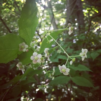 - 普遍的なものが好き- 植物と人間の関係について研究しています-