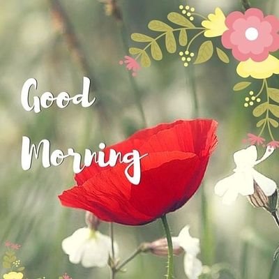 shamimjivan's profile picture. 