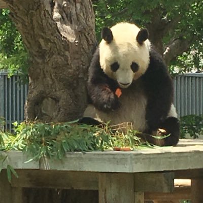 HagasamaS7's profile picture. コレクター