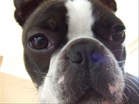 I'm a Boston Terrier who Snuggles, Plays, Sleeps & Snores the day away. Maker of Boston Bottom Burps. Big Brother to The Carpet Piranha!!