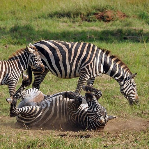 wildsafaris1's profile picture. Tour Operator for East Africa. #megawildsafaris #adventuretours  #grouptravel #familytours #culturaltours #wildlifesafaris. Email megawildsafaris@gmail.com