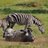 wildsafaris1's profile image