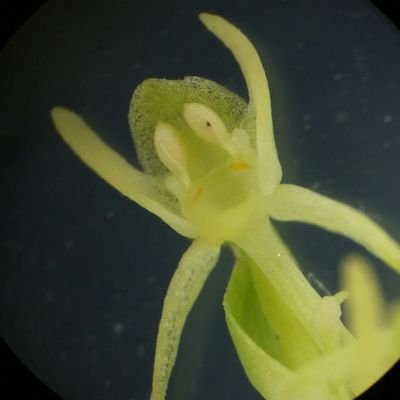 ラン愛　雪割草　水草　Fritillaria　 Arisaema 　ヘッダーはオオバノトンボソウとオオヤマサギソウの比較