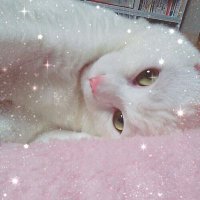 豆姫ちゃん (@e5ryotlg4t4e5vw) Twitter profile photo