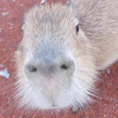 tabonnu's profile picture. 無言フォロー失礼します😍 YOTUBEあげてますので優しい方ぜひ登録お願いします🙏 いろんなところでの写真などを載せていきたいな。 ツイッター初心者ですがよろしくお願いします😀 気軽にフォローしてください✌️