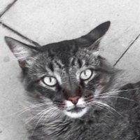 Sebastián Thomas (@sthomasfoto) 's Twitter Profile Photo Sebastián Thomas (@sthomasfoto) 's Twitter Profile Photo