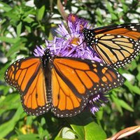 Key Biscayne Citizen Scientist Project (@kbcitsci) 's Twitter Profile