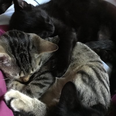 SuzanneNimes's profile picture. 