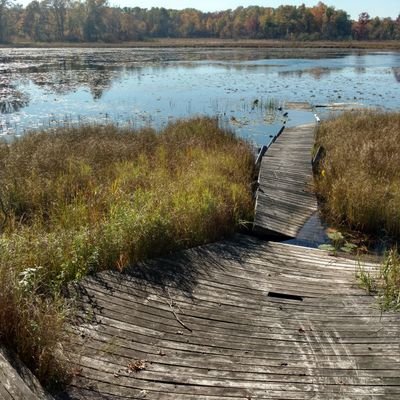 Editor-in-Chief of WETLANDS since 2012. Professor in Biological Sciences at North Dakota State University