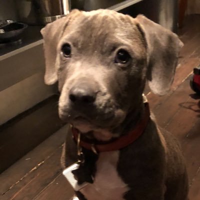 🐶💗@stephanjenkins #brucejenkins @thirdeyeblind takes pleasure in biting down and tugging on things. 🤨