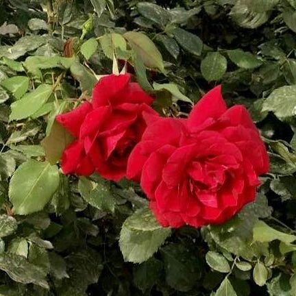 yhya591's profile picture. 