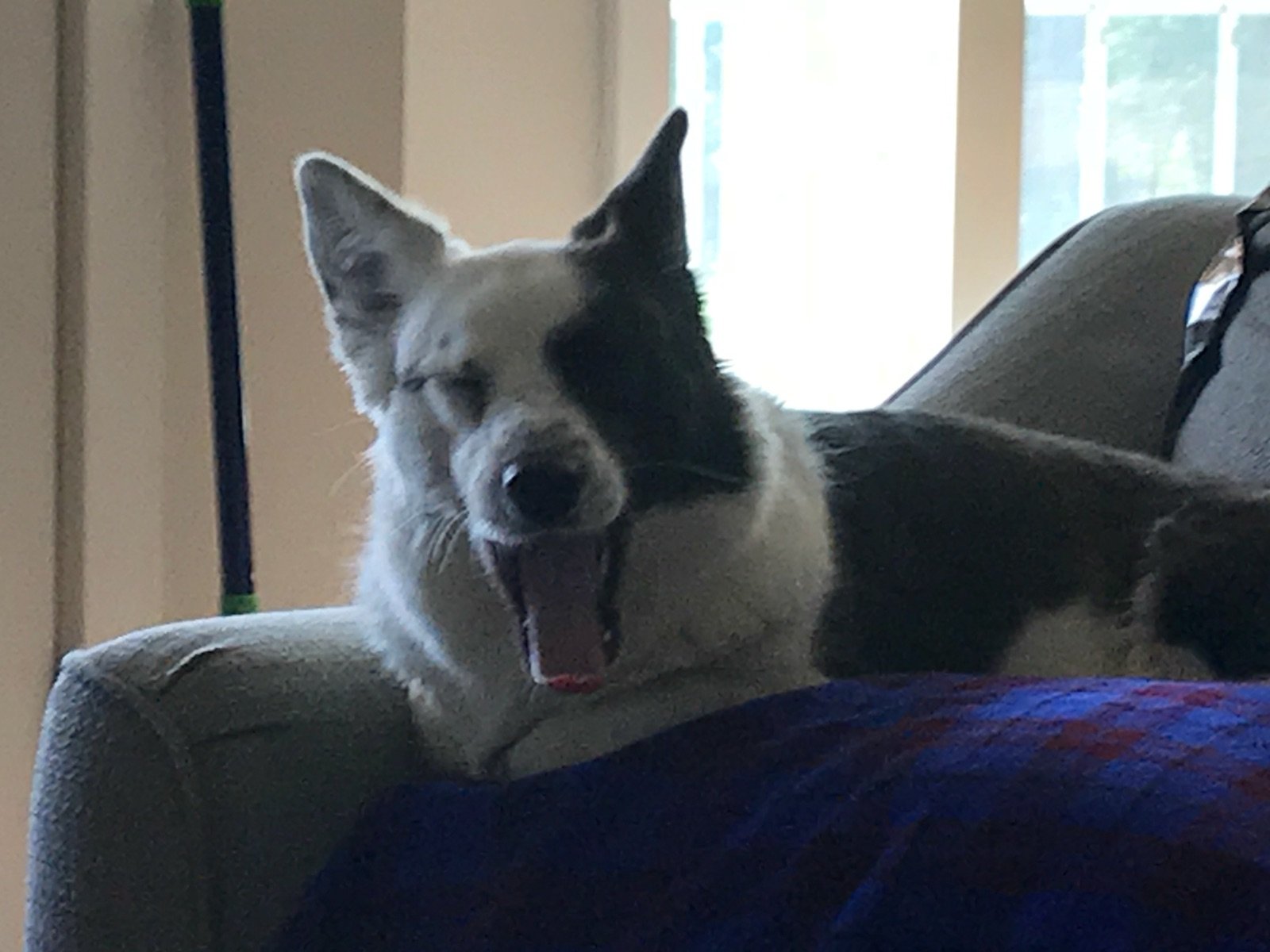I love Corgis, Movies, Powerlifting, and FaB (UPF is the best format).
L2 FaB Judge, Member of Team Fogdown, and the Owner of the Gemkeeper Deck.