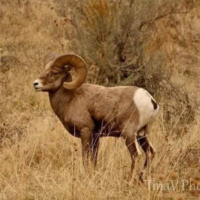 vkumar_kumar's profile picture. 