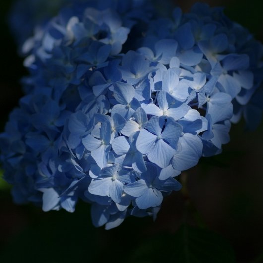 Lebloitte's profile picture. クラシック音楽、猫さんを中心に、日常の何気ない事について語ります。
