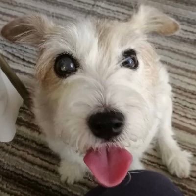 kuumameshiba's profile picture. 