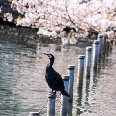 メタルを聴いたり、写真を撮ったり。。。 Nikon D7500 Zfc Nikkor SIGMA Voigtländer オールドレンズ