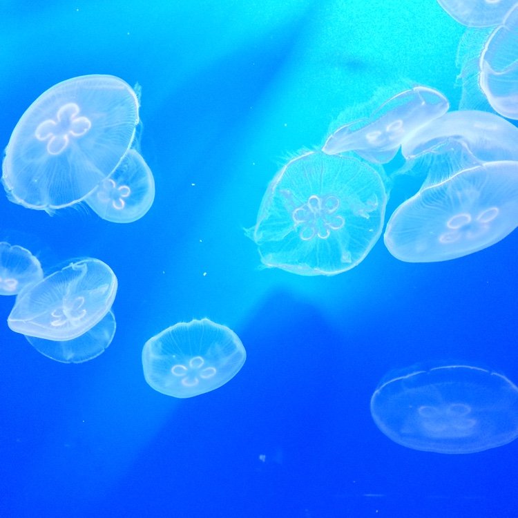 popobupuu's profile picture. 