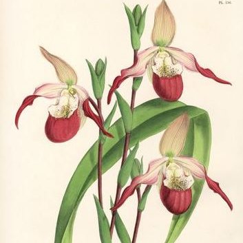 To promote public interest in and appreciation of orchids by undertaking exhibits, shows, and other promotions.