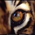 Tiger's Eye Theatre (@tigerseye2017) Twitter profile photo Tiger's Eye Theatre (@tigerseye2017) Twitter profile photo