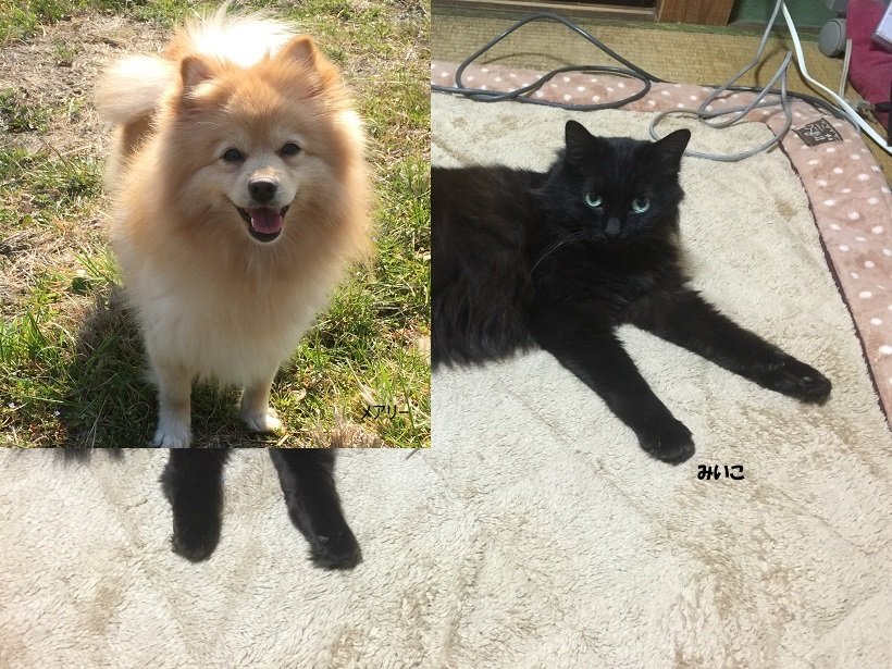 SatouTokinori's profile picture. 