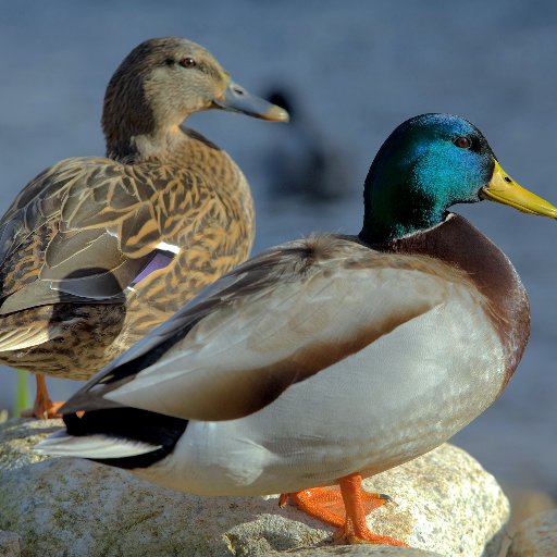 acodical's profile picture. @ https://t.co/GB361uOCsD