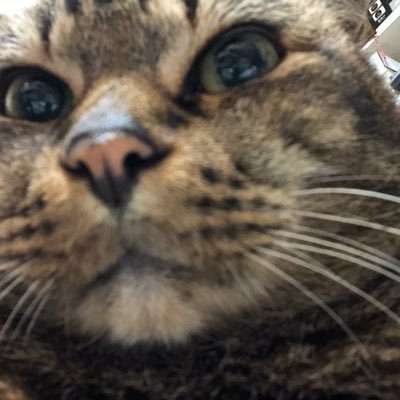 rossettikris's profile picture. 