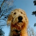 Barbara Wolf (@sadie10023) Twitter profile photo