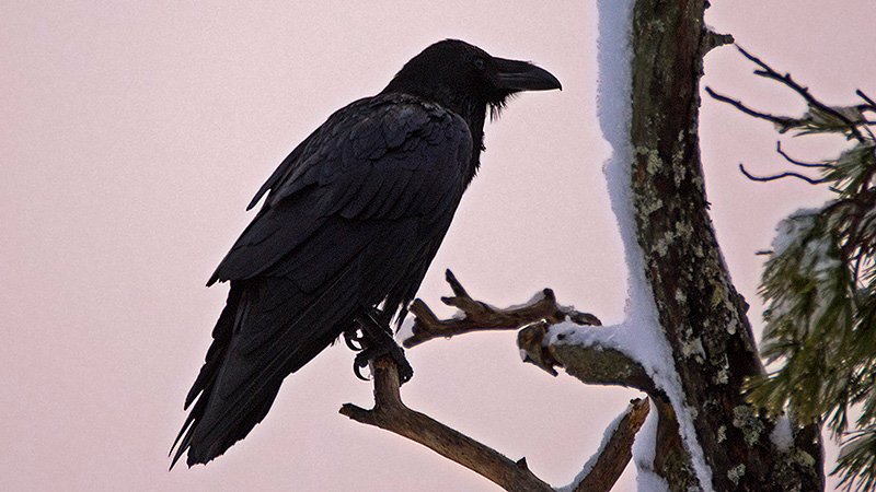 krakovlime's profile picture. In the end she will surely know
I wasn't born to follow
   - The Byrds