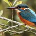 GrahamParryWildlife (@parrywildlife) Twitter profile photo GrahamParryWildlife (@parrywildlife) Twitter profile photo