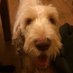 @dav-peter (@davpeter2) Twitter profile photo @dav-peter (@davpeter2) Twitter profile photo