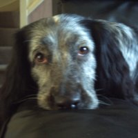 KaҐҼп (@shebot) 's Twitter Profile