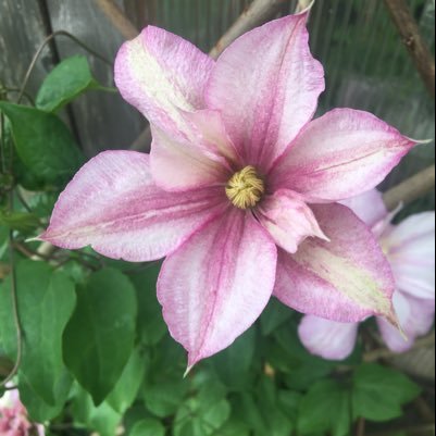 My garden may be small but it makes me happy :) It’s amazing what can fit in a small space.