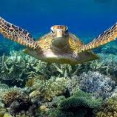 hello my love is nature's beauty coral reefs . still more has to be done to save our nature and wildlife
