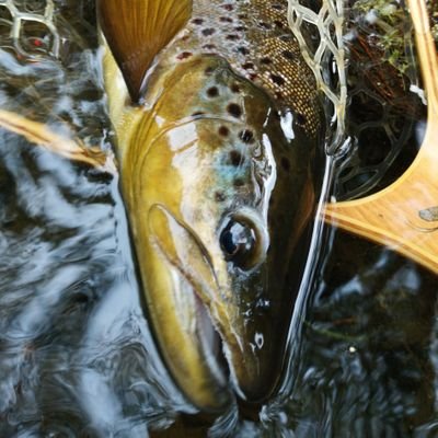 A small fly tying business,  providing a bespoke personal service to fly fisherman.  26 years of flytying experience,  fished for just about everything....