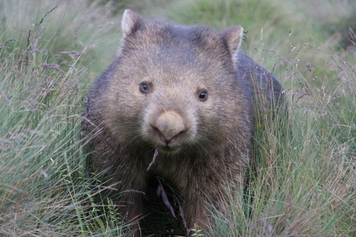 wombatman_take's profile picture. オーロラ、綺麗な星空、かわいいウォンバットを求めて海外に出たりします。