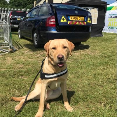 casperdetector1's profile picture. I am a drug detection dog