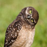 Permanent Eko (@opsimaths) 's Twitter Profile