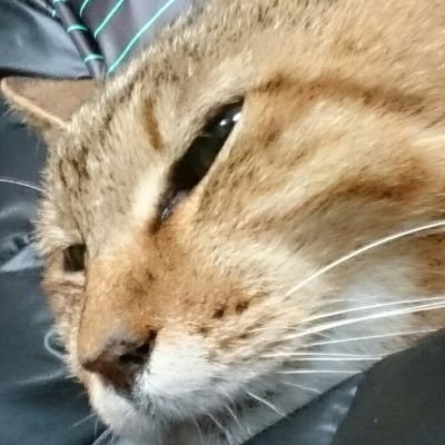 だださんのプロフィール画像