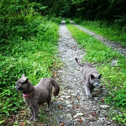 レオ君と天使になったルビーさん 森のガイドさん ロシアンブルー 猫好き 愛猫 看板猫 ねこ 自然 森 森の中 朝霧高原 富士宮市 富士宮 カイロプラクティック