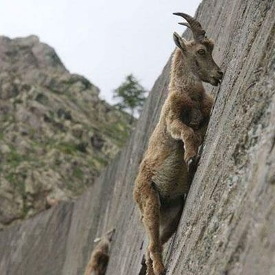 buaya_afrika's profile picture. 400k, how can you live?