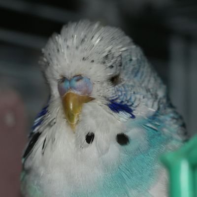 Im a little blind budgie who is full of energy!