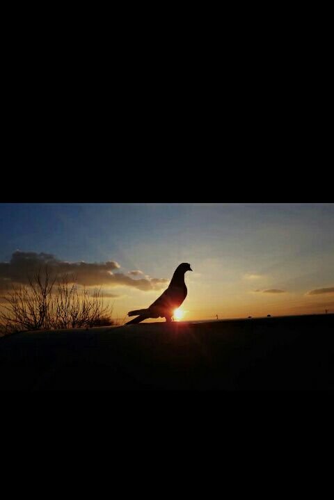 RukiyeDakkak's profile picture. HDP Viranşehir ilçe eşbaşkanı