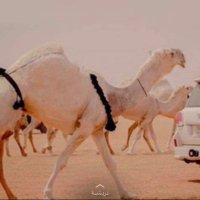 الدوسري ✨ (@qrwjbaubv99rjim) 's Twitter Profile