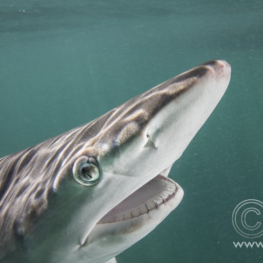 PhD @JCU, Assoc. Researcher @GSCGalapagos, marine biologist and conservation photographer