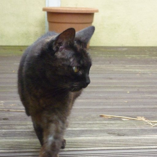 PerfectPits's profile picture. Rock Music, Arsenal, Politics, Multiple Sclerosis & Cats. #Ocrevus @perfectpits.bsky.social