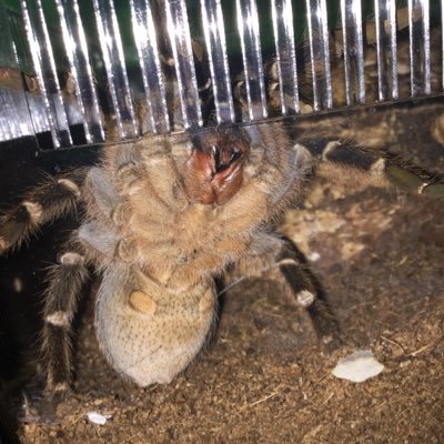 I have 10 tarantulas and 1 snake. I will hopefully have some A. Seemanni slings available next summer! Instagram: taurusinvertebrates