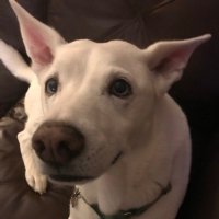 spk (@stevenpkramer) 's Twitter Profile