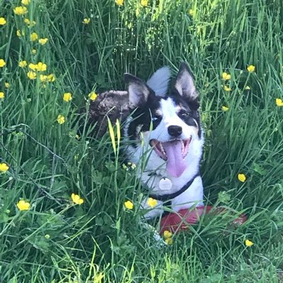 Skye, Family, Celtic, Ireland 💚☘️🐶🍀🇮🇪