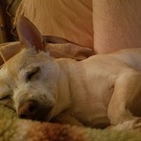 Howling Cheewawa (@cheeeeewawa) 's Twitter Profile